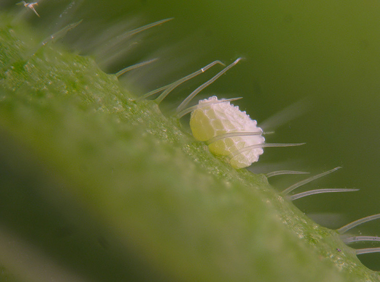 Cacyreus marshalli